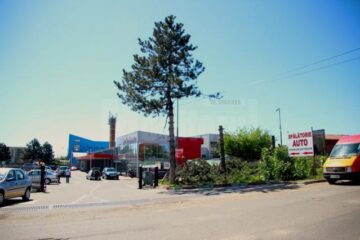 Pinii au fost puși la pământ pentru a face loc unei vulcanizări