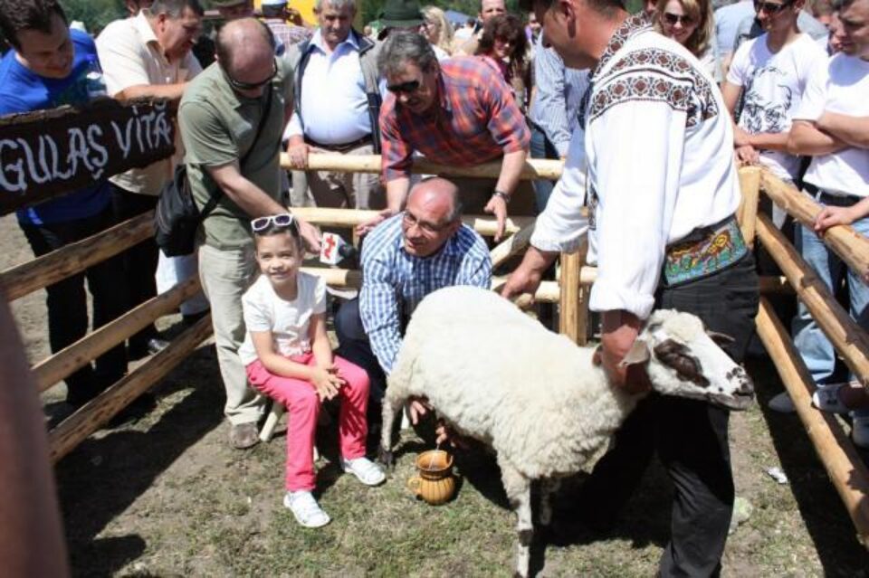 Băișanu a muls o oaie la Hora Bucovinei