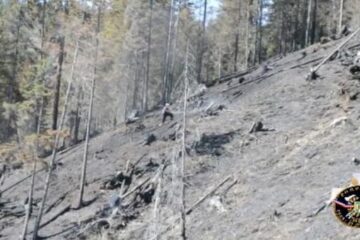 Incendiul care a distrus 50 de hectare de pădure
