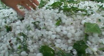 Ieri după-amiază, gheața cât oul de porumbel a făcut prăpăd la Cornu Luncii