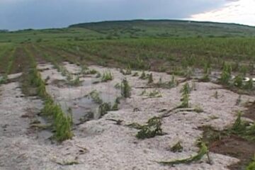 Ieri după-amiază, gheața cât oul de porumbel a făcut prăpăd la Cornu Luncii