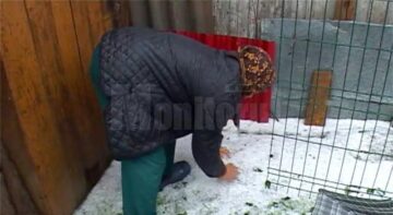 Ieri după-amiază, gheața cât oul de porumbel a făcut prăpăd la Cornu Luncii