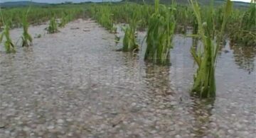 Ieri după-amiază, gheața cât oul de porumbel a făcut prăpăd la Cornu Luncii