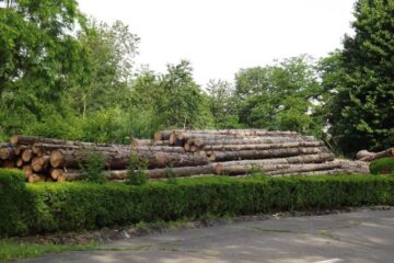 Arbori cu o vechime de aproximativ 50 de ani au fost tăiați recent, după ce, din cauza secetei din ultimii ani și a atacului gândacilor de scoarță