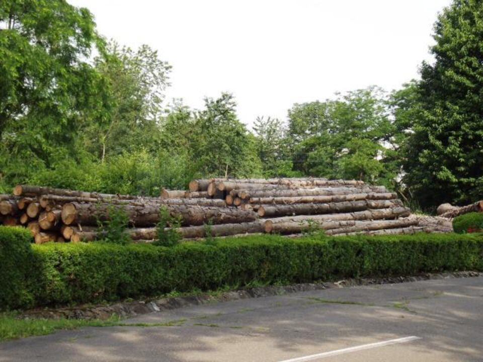 Arbori cu o vechime de aproximativ 50 de ani au fost tăiați recent, după ce, din cauza secetei din ultimii ani și a atacului gândacilor de scoarță