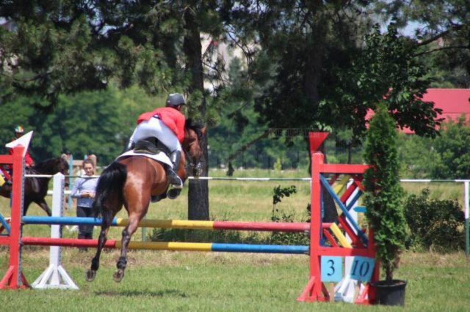 Cai de rasă din toată țara vor concura la Cupa Bucovina 2013, la Rădăuți