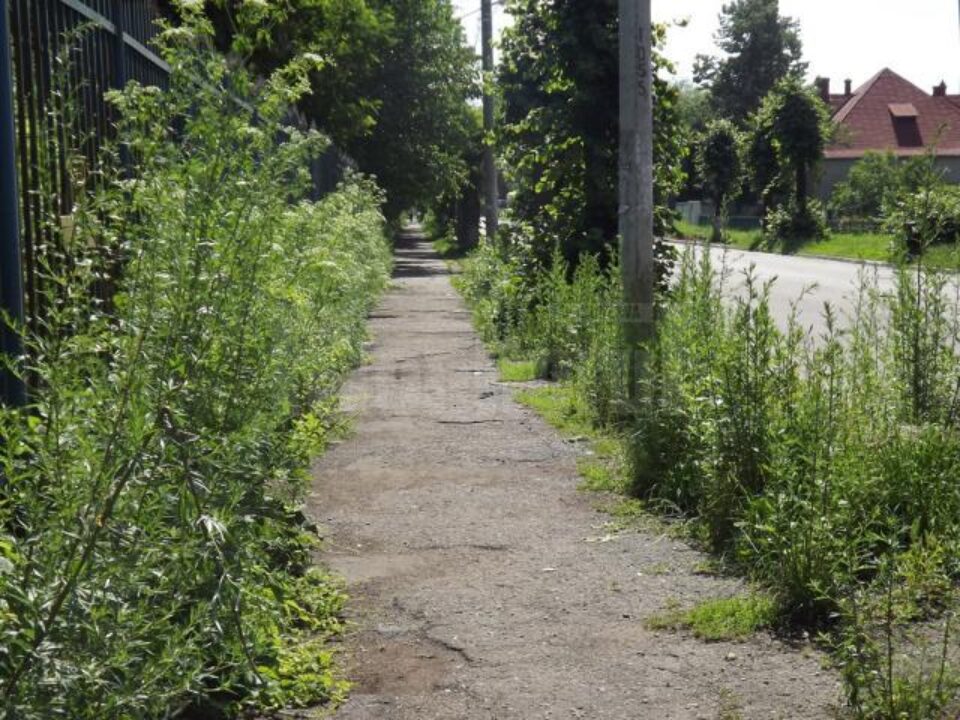 Din trotuarele din zona Gării Ițcani a mai rămas doar o poteca străjuita de vegetație înaltă cât un om