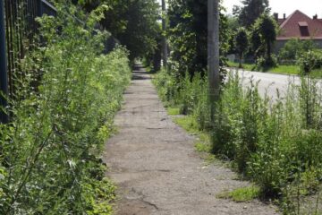Din trotuarele din zona Gării Ițcani a mai rămas doar o poteca străjuita de vegetație înaltă cât un om