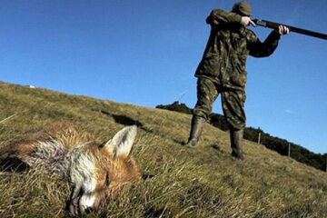 Partidă de vânătoare de câini și vulpi, încheiată cu împușcarea unui cioban