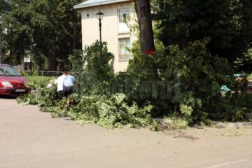 O parte din teiul din fața Muzeului de Artă “Ion Irimescu” s-a prăbușit în stradă
