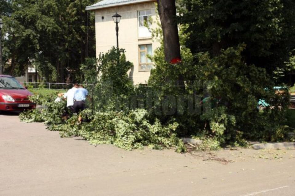 O parte din teiul din fața Muzeului de Artă “Ion Irimescu” s-a prăbușit în stradă