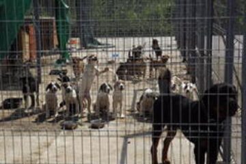 sterilizare câini