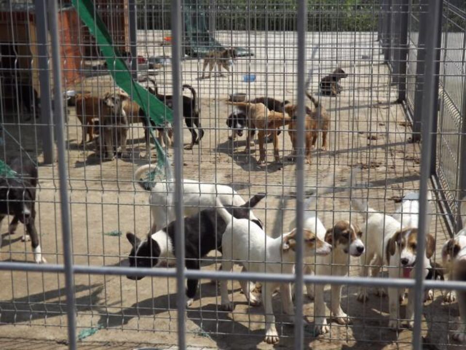 Sute de cățeluși abandonați de stăpânii lor, unul din efectele nedorite ale animalelor de curte nesterilizate Sute de cățeluși abandonați de stăpânii lor, unul din efectele nedorite ale animalelor de curte nesterilizate