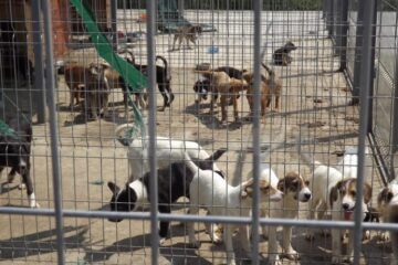 Sute de cățeluși abandonați de stăpânii lor, unul din efectele nedorite ale animalelor de curte nesterilizate