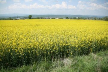 Rapița, cultivată din toamnă pe 1.150 de hectare