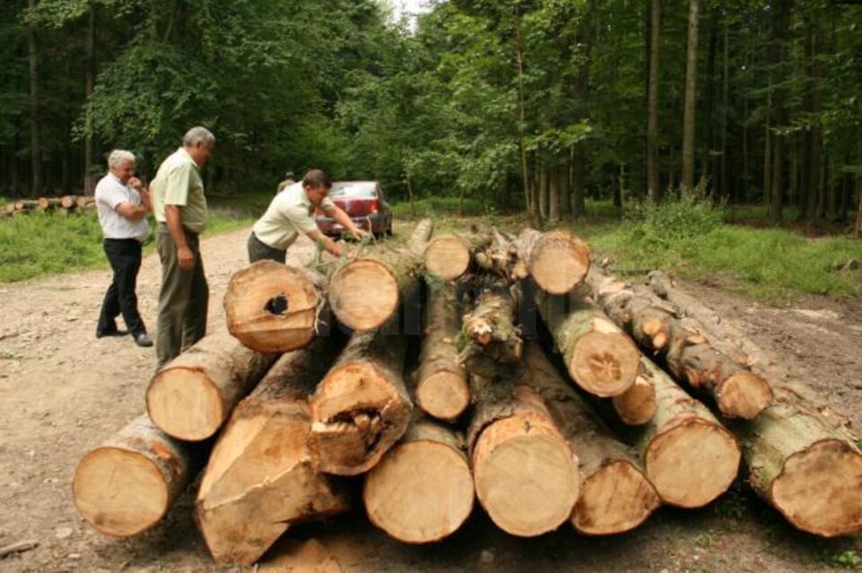 Pădurile, puse la pământ din cauza gândacului de scoarță