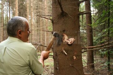 Deși pare sănătos, bradul este aproape de a se usca