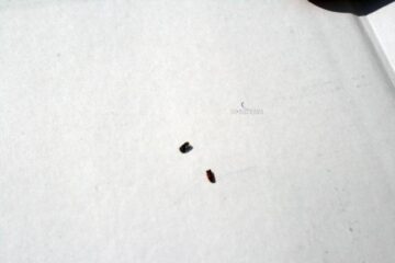 Pădurile de brazi, atacate puternic de un gândac de scoarță