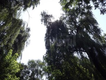 Peste 2.000 de specii de arbori ar putea fi admirați în parcul dendrologic Șipote