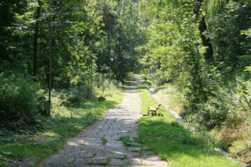 Peste 2.000 de specii de arbori ar putea fi admirați în parcul dendrologic Șipote