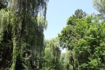Parcul Dendrologic Șipote, pădurea din mijlocul orașului