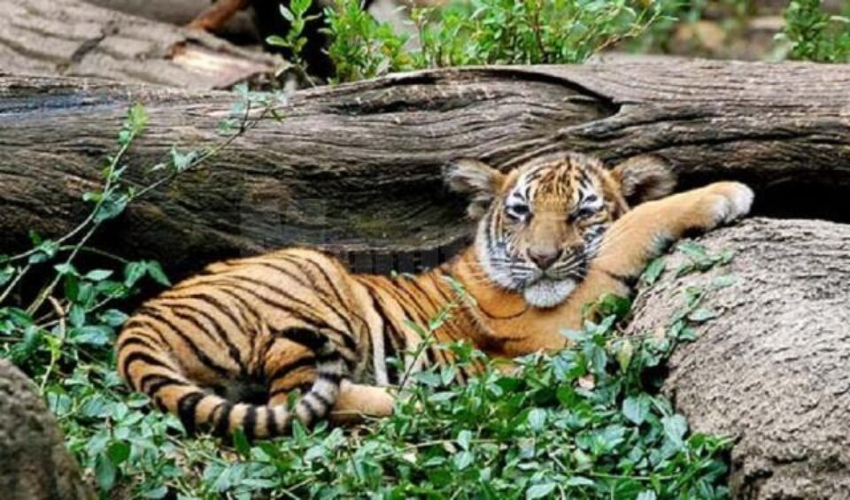 ziua internațională a grădinilor zoologice