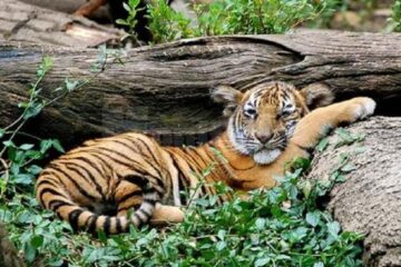 ziua internațională a grădinilor zoologice