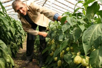 Unul din secretele legumelor uriașe este sămânța de calitate folosită