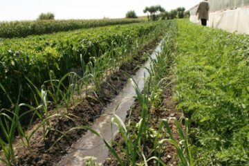 Canalele de irigație sunt un esențiale pentru legumele din sera de la Bursuceni