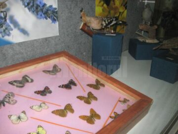 Expoziția “Insectele - hrană și medicament”