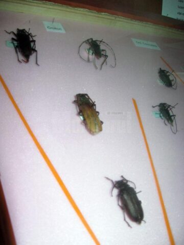 Expoziția “Insectele - hrană și medicament”