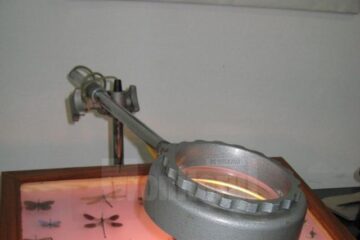 Expoziția “Insectele - hrană și medicament”