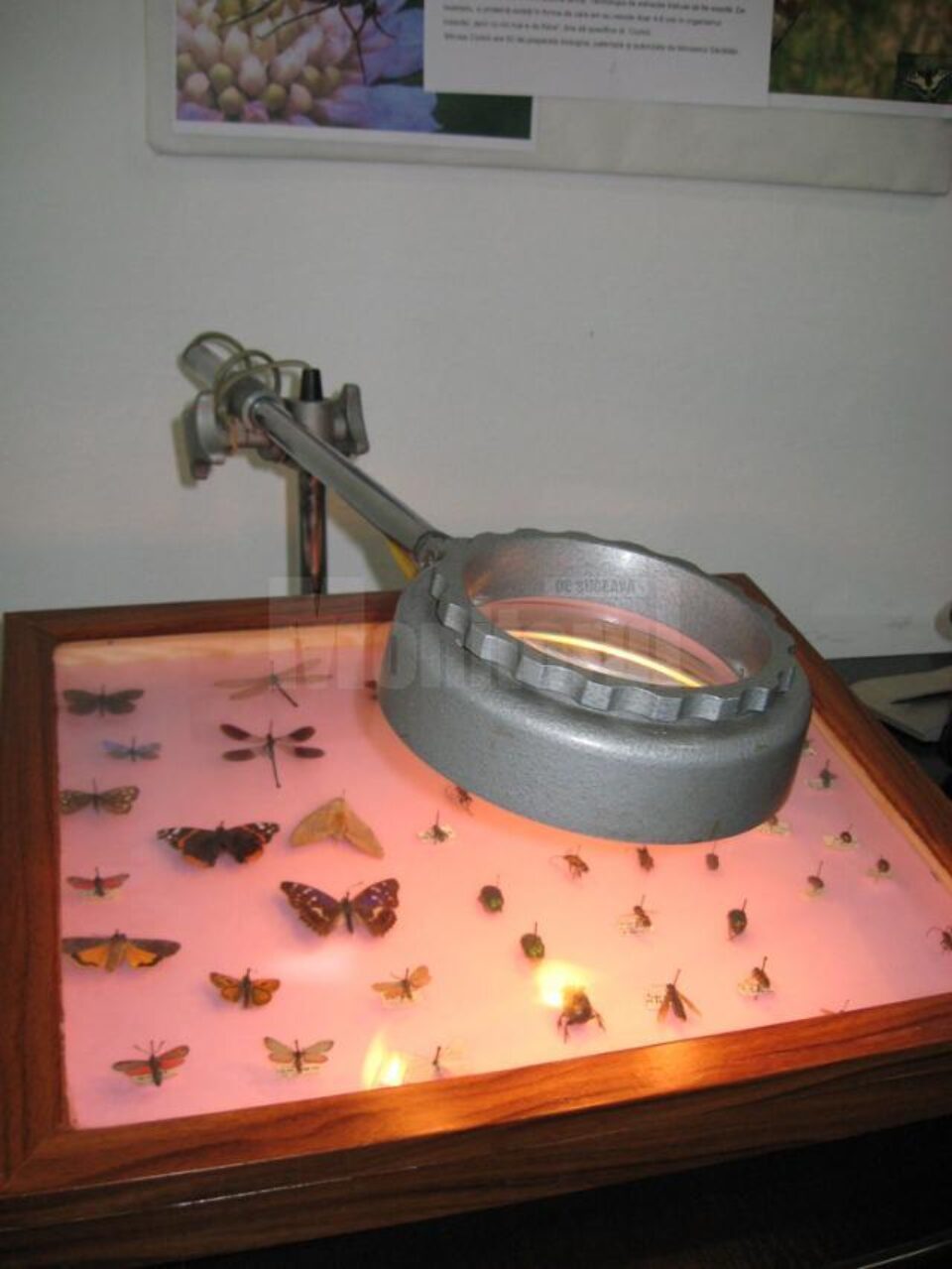 Expoziția “Insectele - hrană și medicament”