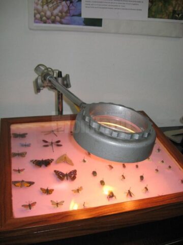 Expoziția “Insectele - hrană și medicament”