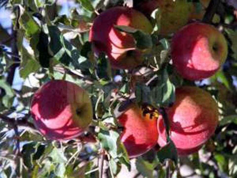 Trei persoane au fost surprinse în timp ce furau sute de kilograme de mere de la Stațiunea de Cercetare și Dezvoltare Pomicolă Fălticeni