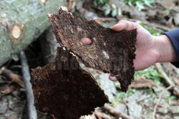 Coaja molizilor din Parcul Șipote, măcinată de larvele gândacilor de scoarță