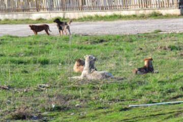 Din toate cartierele Sucevei, cetățenii solicită strângerea câinilor vagabonzi