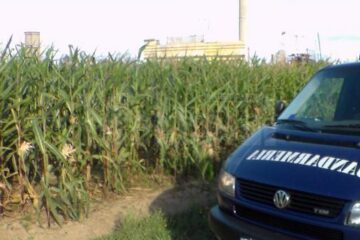 Trei bărbați de etnie romă, prinși în flagrant de jandarmi în timp ce transportau cu două căruțe știuleți de porumb furați de pe un ogor