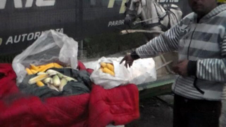 Trei bărbați de etnie romă, prinși în flagrant de jandarmi în timp ce transportau cu două căruțe știuleți de porumb furați de pe un ogor