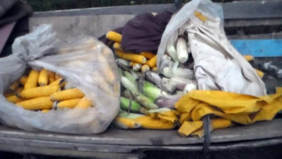 Trei bărbați de etnie romă, prinși în flagrant de jandarmi în timp ce transportau cu două căruțe știuleți de porumb furați de pe un ogor