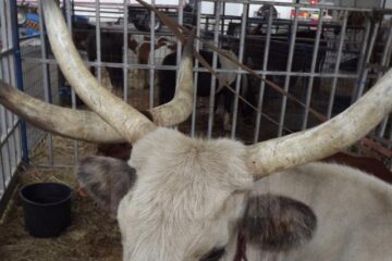 O parte dintre vedetele spectacolului Circului safari