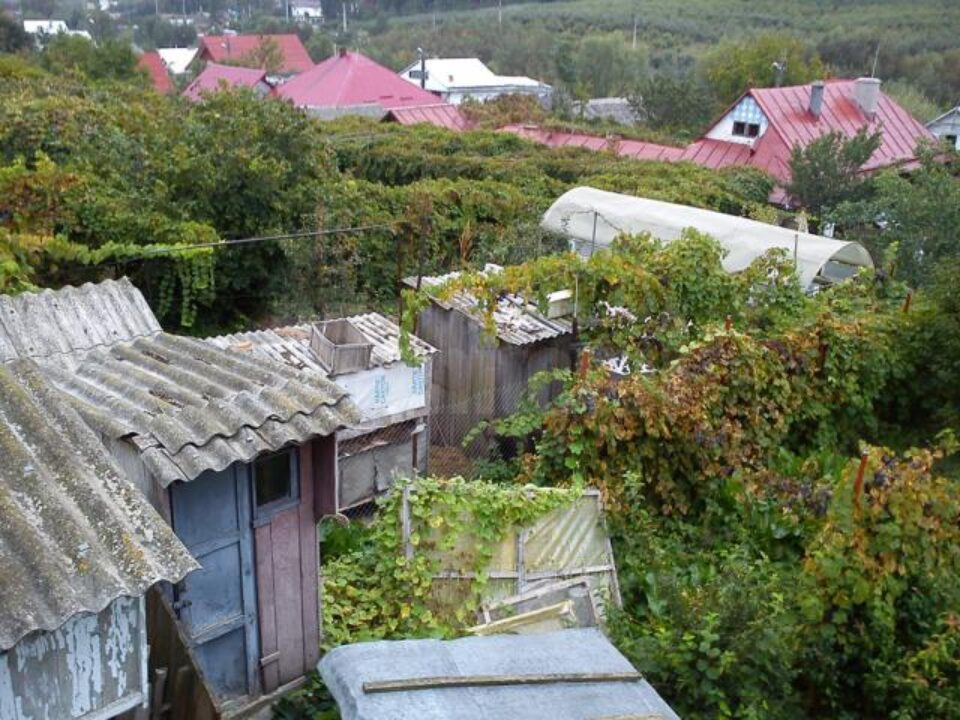 Ursul, în mijlocul fotografiei, ascuns parțial de vie