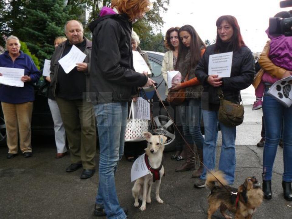 O tânără a venit cu doi câini adoptați, unul orb și unul fără un picior