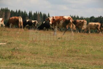Începând de marți se pot depune cererile de subvenții pentru bovine