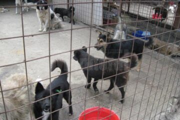 Eutanasierea câinilor fără stăpân va fi aplicată și la Suceava, dacă legea va rămâne în forma adoptată
