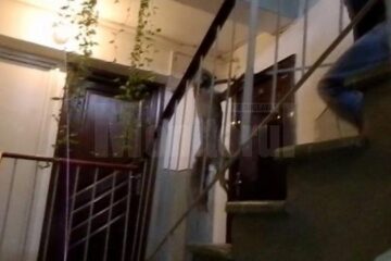 Vulpea a fost prinsă în scara blocului, cu crosa folosită pentru capturarea maidanezilor