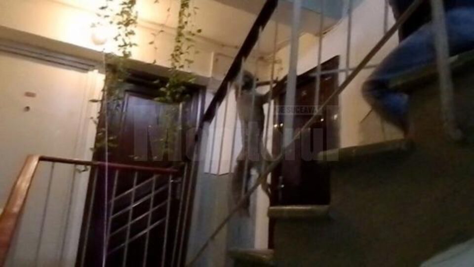 Vulpea a fost prinsă în scara blocului, cu crosa folosită pentru capturarea maidanezilor Vulpea a fost prinsă în scara blocului, cu crosa folosită pentru capturarea maidanezilor