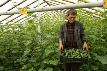 Castraveții sunt culeși din patru în patru zile