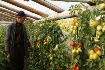 Vasile Mătrășoaie, un legumicultor căruia îi place să muncească