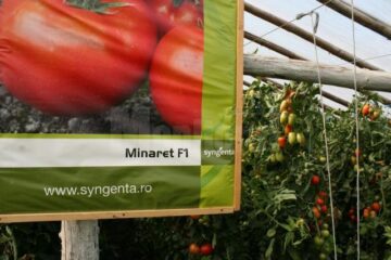 Roșii și ardei ca-n reviste, produse de un legumicultor sucevean